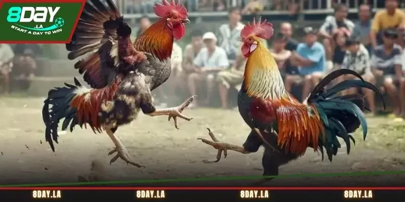 Đá gà cựa dao mang đến những trận đấu mãn nhãn